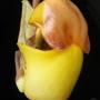 Coryanthes bruchmuelleri x sib 2.5"